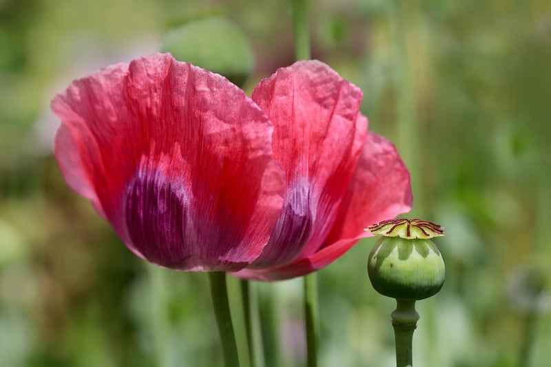 Blue Poppy