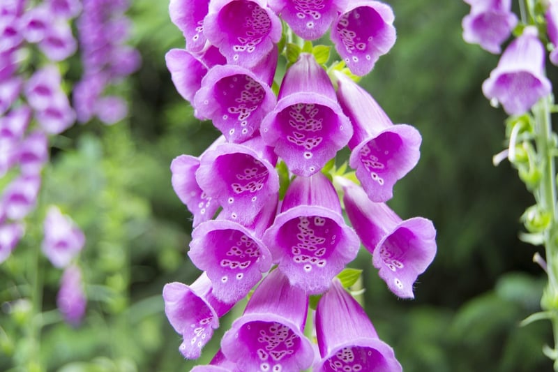 Foxglove flower