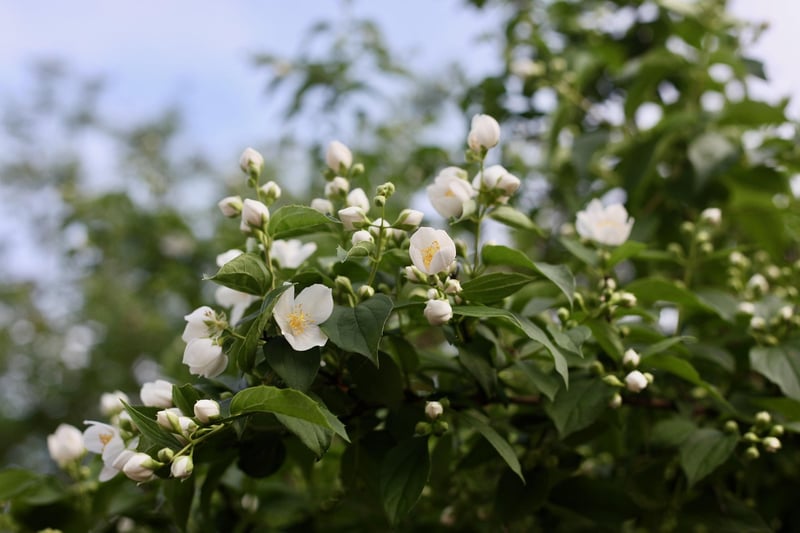 Moonlight Jasmine